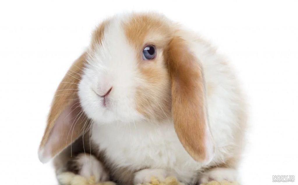 خرگوش نژاد لوپ هلندی: معرفی نژاد "خرگوش لوپ هلندی (Holland Lop)" خرگوش نژاد لوپ هلندی: معرفی نژاد "خرگوش لوپ هلندی (Holland Lop)"