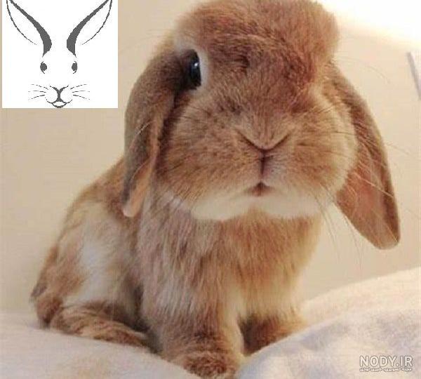عکس های بامزه از خرگوش های ناز پشمالو