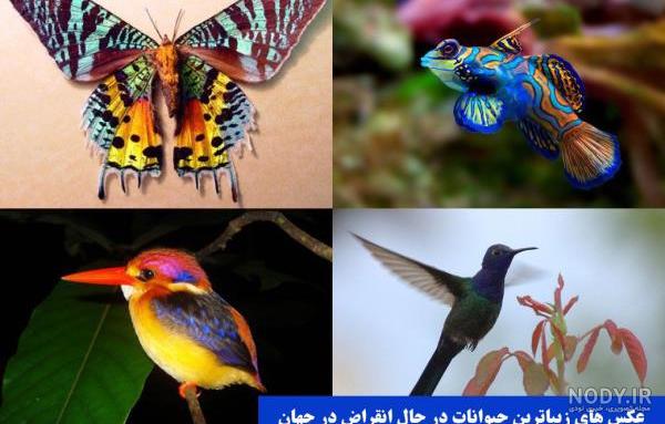 عکس حیوانات برای پروفایل ؛ عکس پروفایل حیوانات زیبا در طبیعت