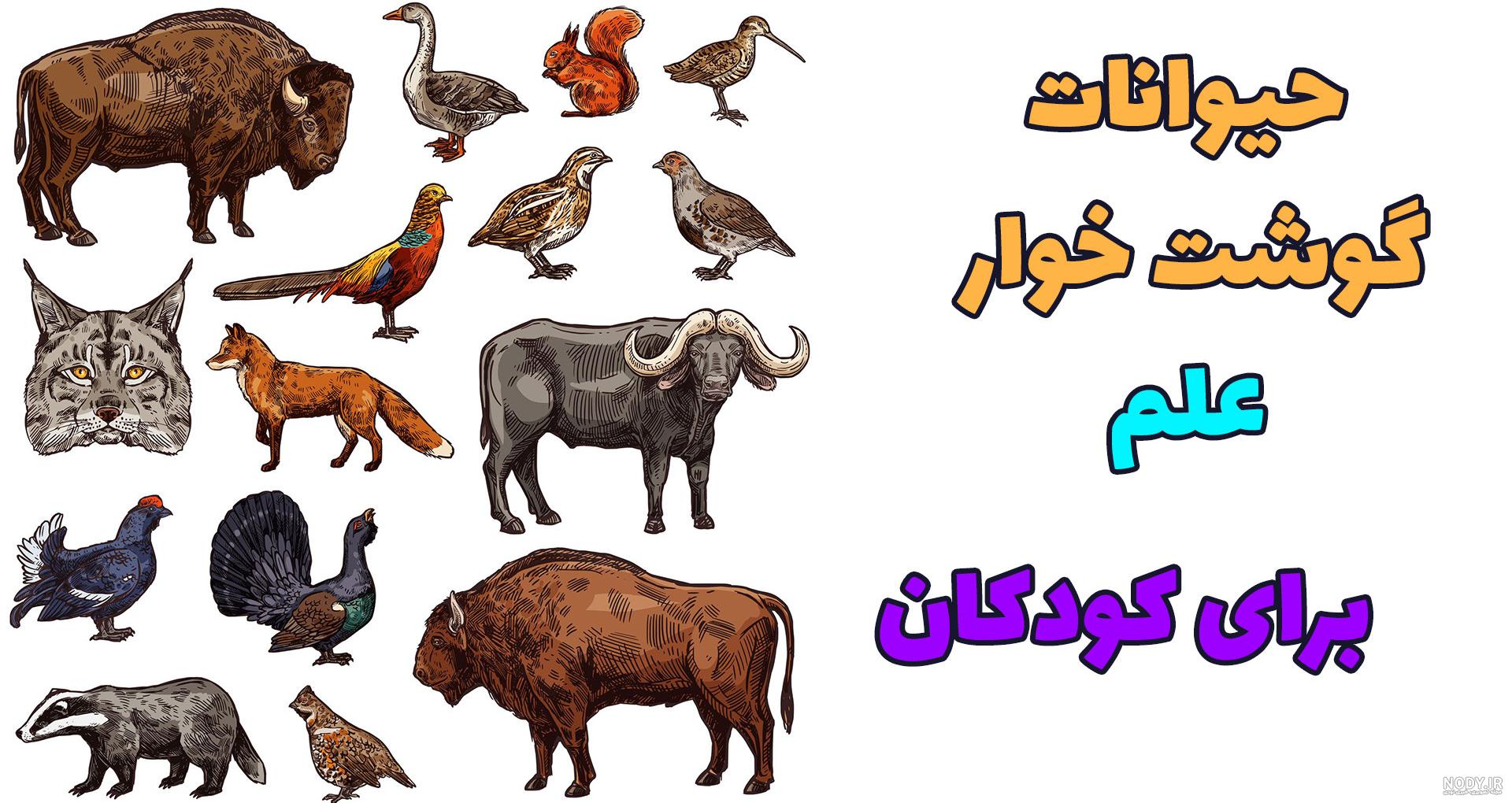 عکس های حیوانات گوشتخوار