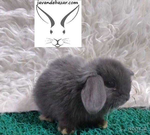 عکس خرگوش rabbit photo