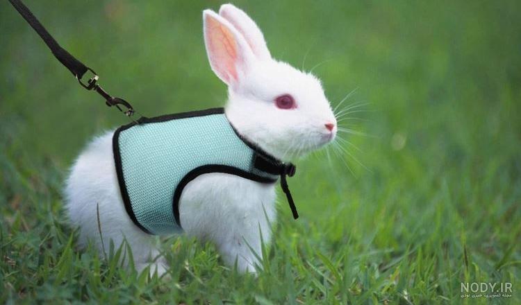 عکس خرگوش های بامزه و خوشگل | عکس خرگوش فانتزی برای پروفایل عکس خرگوش های بامزه و خوشگل | عکس خرگوش فانتزی برای پروفایل