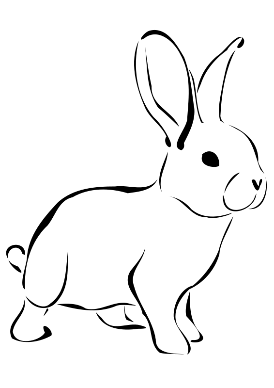 عکس خرگوش سفید چشم سیاه