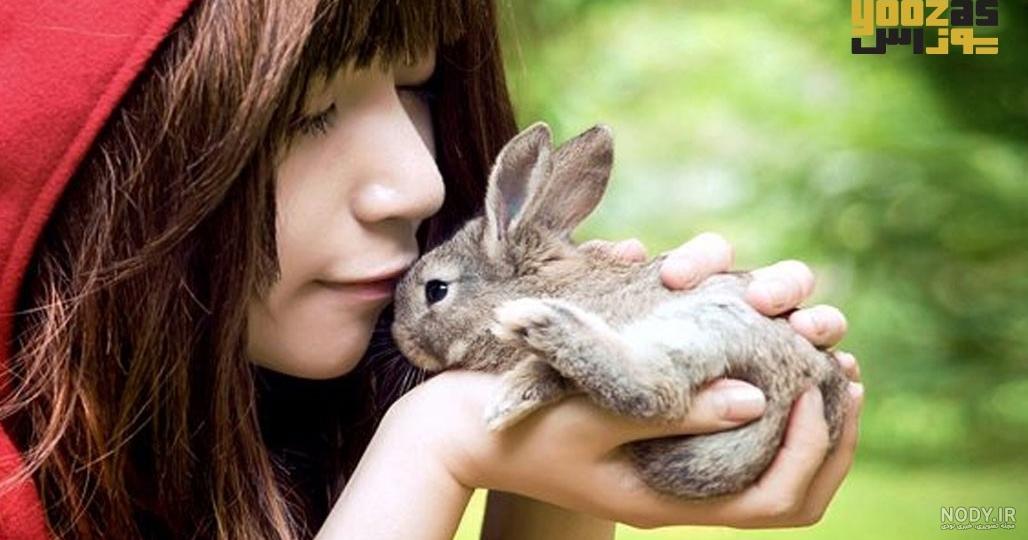 عکس خرگوش صحرایی وحشی عکس خرگوش صحرایی وحشی