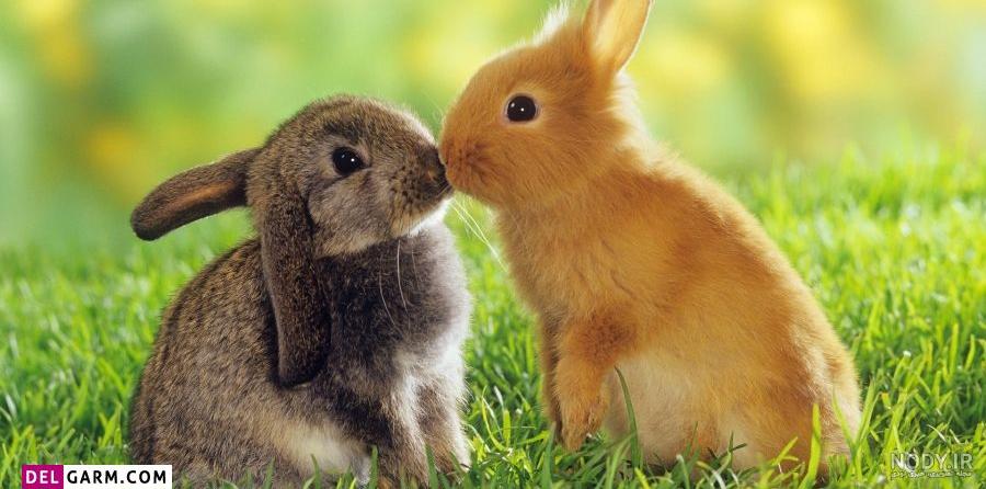 عکس های خرگوش نوزاد