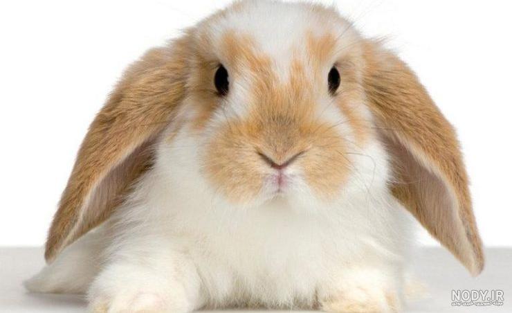 عکس خرگوش پشمالو با کیفیت بالا عکس خرگوش پشمالو با کیفیت بالا