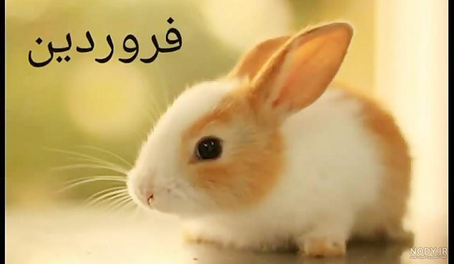 عکس ماه تولد ها - عکس نودی