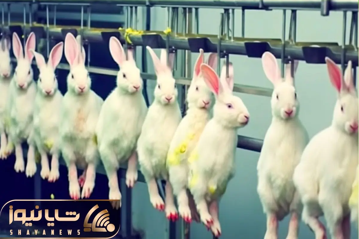 غذای خرگوش چیست؟ راهنمای کامل غذای خرگوش از نوزادی تا بلوغ برای هر نژاد تخصصی غذای خرگوش چیست؟ راهنمای کامل غذای خرگوش از نوزادی تا بلوغ برای هر نژاد تخصصی