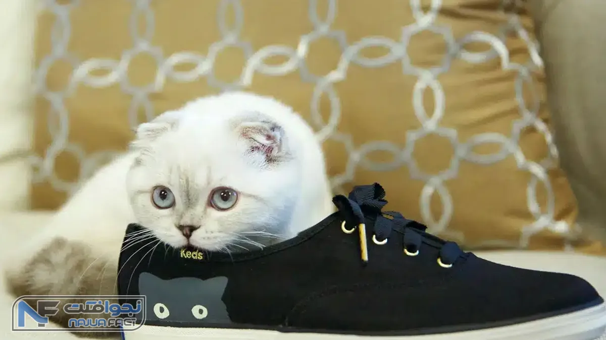 پولدارترین سگ جهان