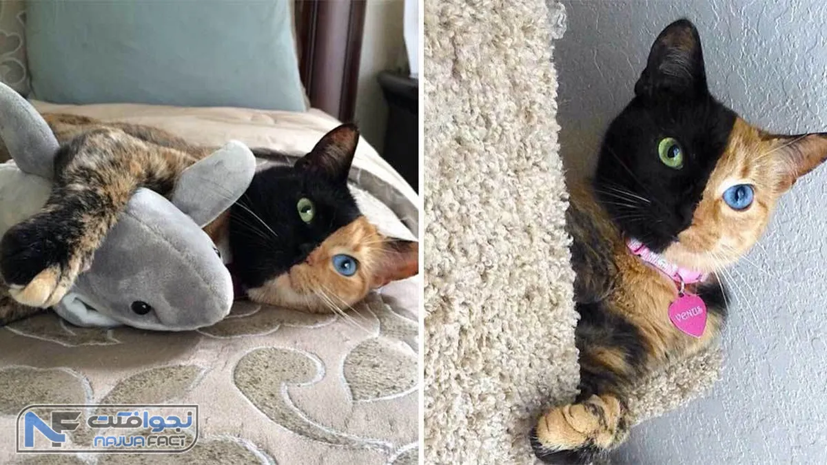 پولدارترین سگ جهان