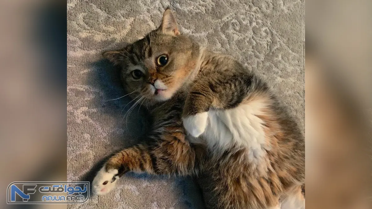 پولدارترین سگ جهان