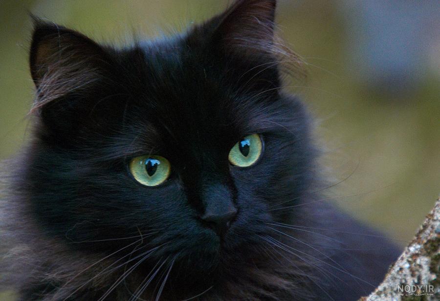 پولدارترین سگ جهان