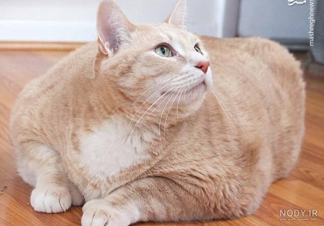 پولدارترین سگ جهان