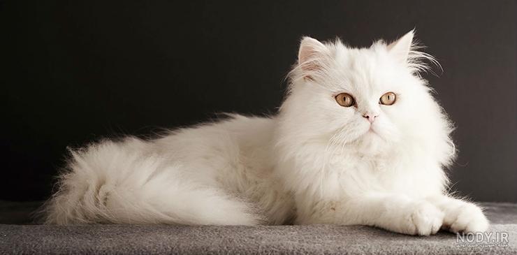 پولدارترین سگ جهان