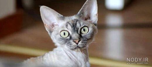 پولدارترین سگ جهان