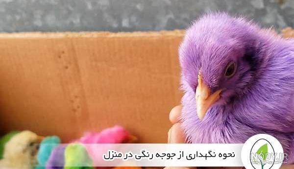 10 روش قطعی برای تشخیص جنسیت جوجه مرغ + عکس 10 روش قطعی برای تشخیص جنسیت جوجه مرغ + عکس
