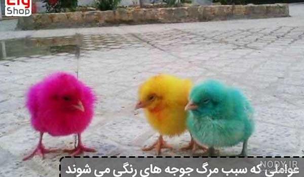 25 عکس جذاب از جوجه رنگی های بامزه و دوست داشتنی