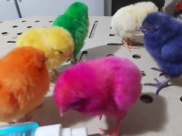 آموزش بزرگ کردن جوجه رنگی🐤🐣 آموزش بزرگ کردن جوجه رنگی🐤🐣