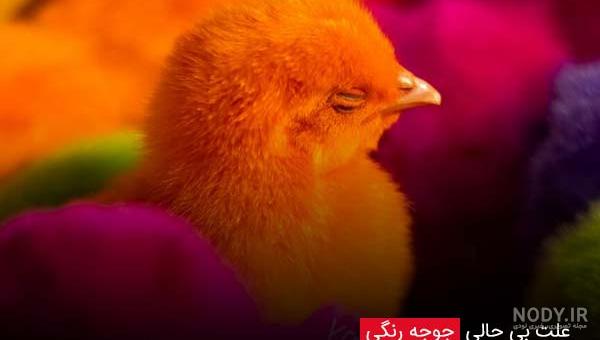 بنفش عکس جوجه رنگی صورتی