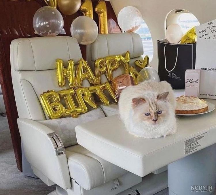 جشن تولد ثروتمندترین گربه دنیا! جشن تولد ثروتمندترین گربه دنیا!