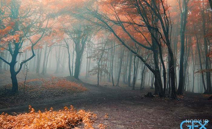 جنگل های زیبا و شگفت انگیز جهان - مجله تصویر زندگی