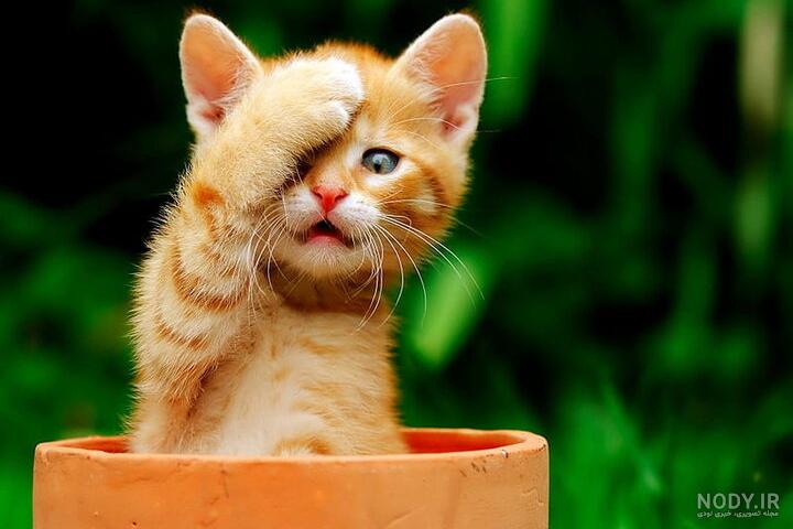روز جهانی گربه International Cat Day + خواندنی‌های جالب - ایمنا