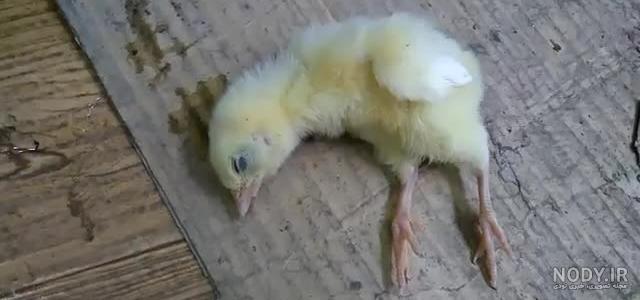 سبز عکس جوجه رنگی صورتی