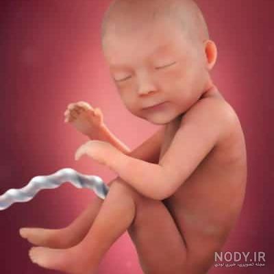 عكس جنين يك ماهه