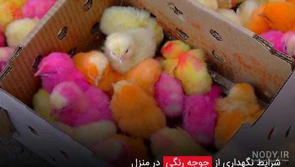 عکس بزرگی جوجه رنگی عکس بزرگی جوجه رنگی