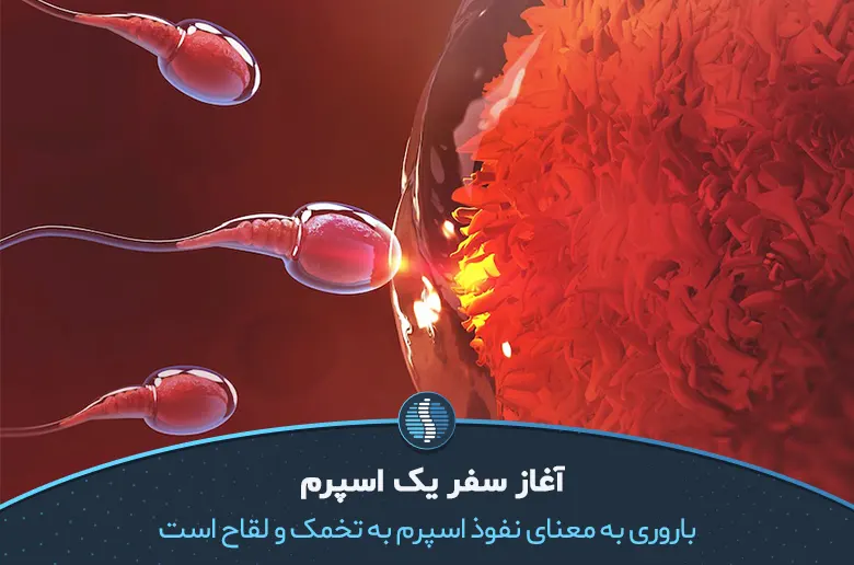 عکس جنین یک ماهه در شکم مادر – وچه | بارداری و شیردهی | پوشاک بارداری |  لباس بارداری | شلوار بارداری | سوتین شیردهی | شورت بارداری | پیراهن بارداری  |