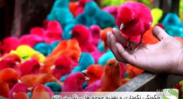 عکس جوجه رنگی خوشگل - تــــــــوپ تـــــــــاپ عکس جوجه رنگی خوشگل - تــــــــوپ تـــــــــاپ