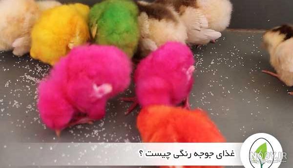 عکس های جوجه رنگی صورتی