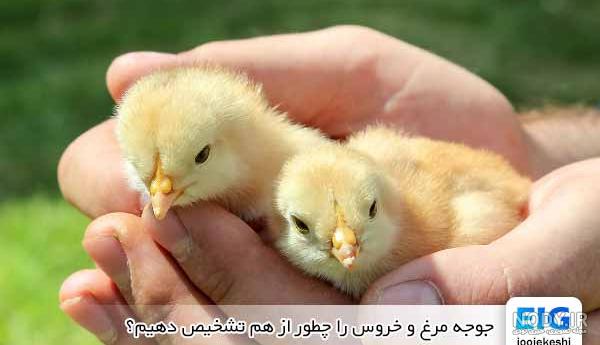 عکس جوجه رنگی وقتی بزرگ میشه عکس جوجه رنگی وقتی بزرگ میشه