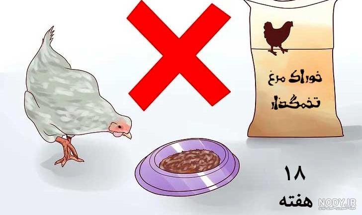 عکس غذای جوجه مرغ