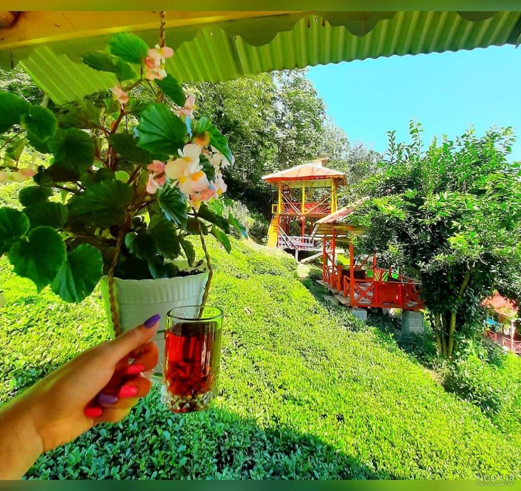 عکس چای و برنج گیلان