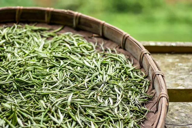 عکس چای سفید کوهی عکس چای سفید کوهی