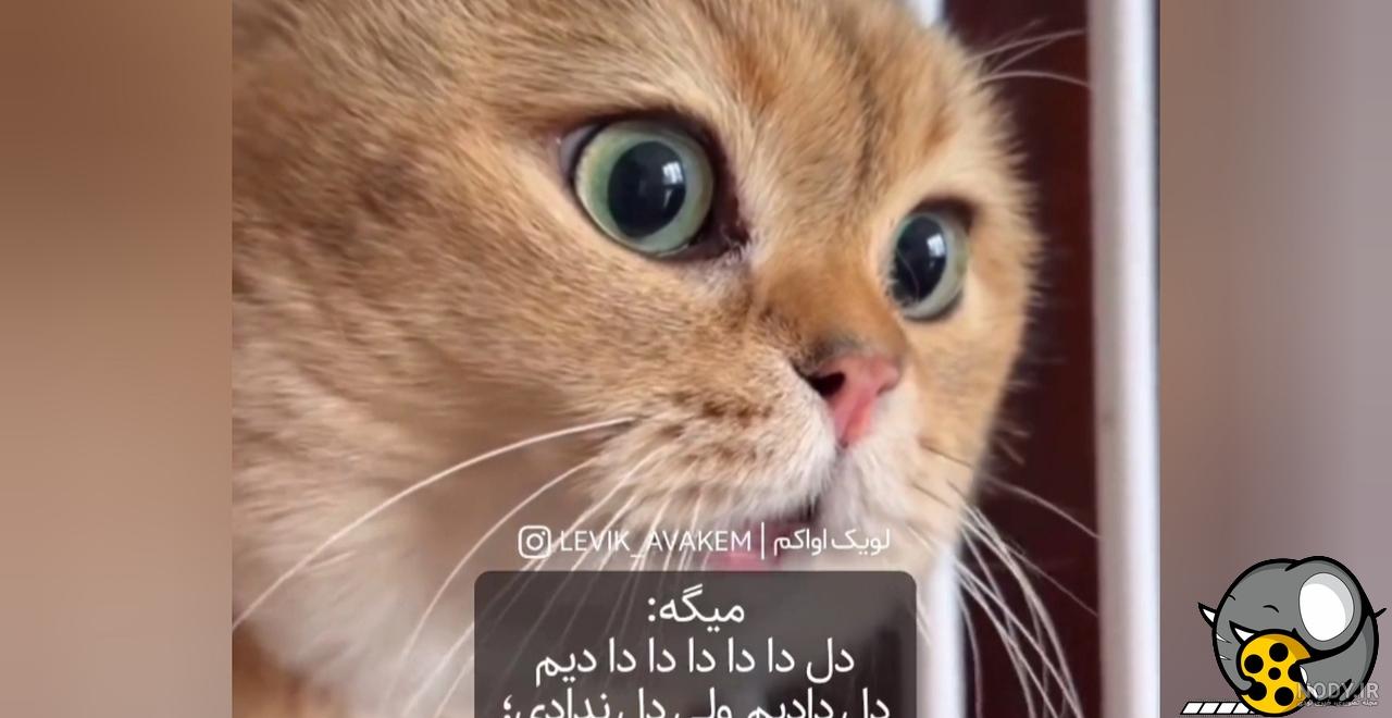 عکس گربه آنجلا هکر - عکس نودی