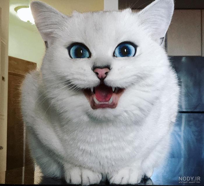 عکس گربه با چشم سبز عکس گربه با چشم سبز