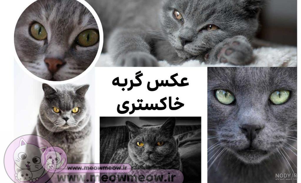 عکس گربه سفید چشم سبز عکس گربه سفید چشم سبز