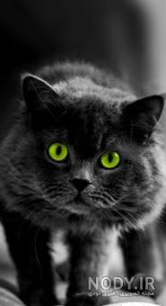 عکس گربه چشم سبز برای پروفایل عکس گربه چشم سبز برای پروفایل