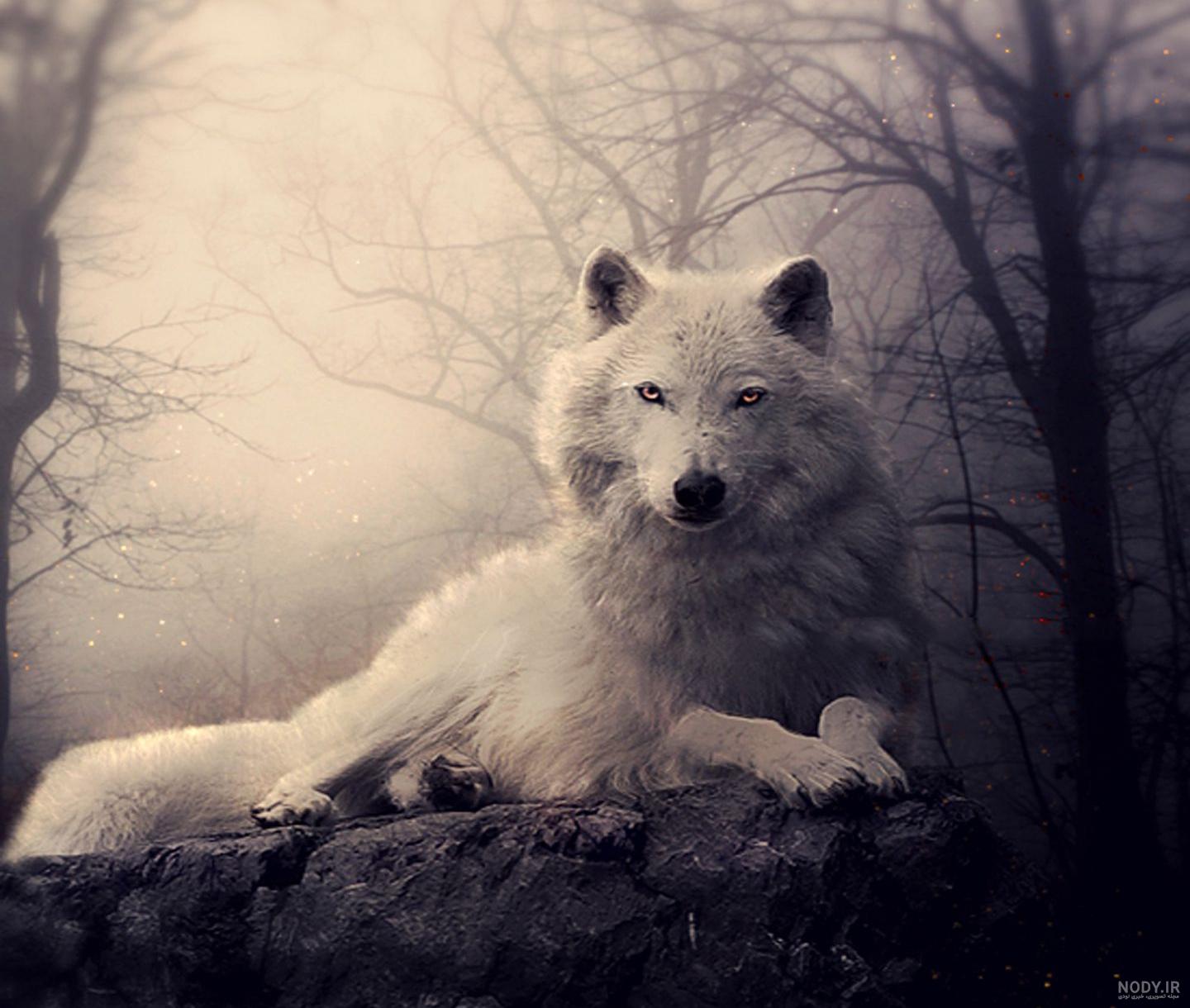 عکس گرگ🐺دانلود بهترین عکسهای گرگ وحشی با کیفیت 4k عکس گرگ🐺دانلود بهترین عکسهای گرگ وحشی با کیفیت 4k