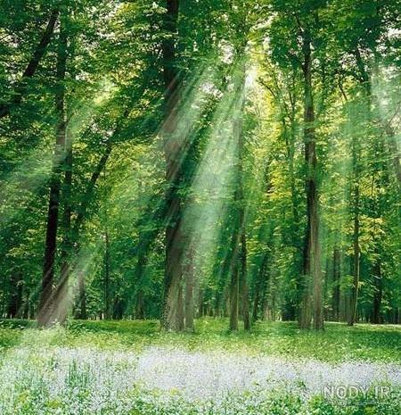 قاب رویایی جنگل النگدره در گرگان + فیلم و تصاویر