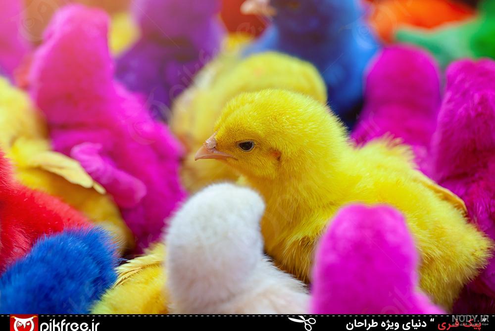 لحظات پایانی عمر و جان دادن جوجه ای نازنین (ناراحت کننده) کلیپ رحمان