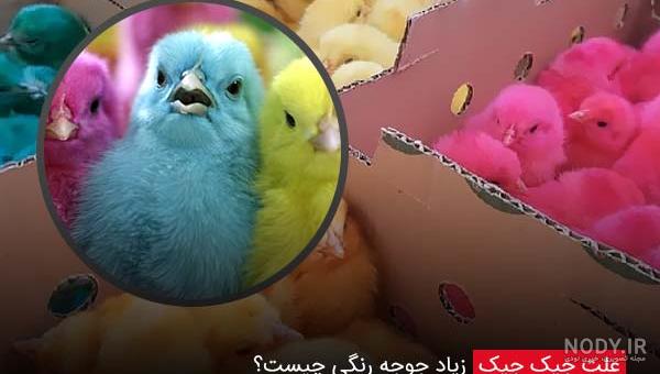 نحوه تعیین جنسیت جوجه مرغ و خروس به همراه فیلم و عکس | سایت جوجه کشی دات کام نحوه تعیین جنسیت جوجه مرغ و خروس به همراه فیلم و عکس | سایت جوجه کشی دات کام