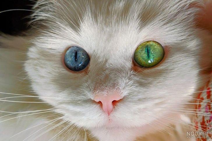 کلینیک دامپزشکی اندیشه | چشمان دو رنگ در گربه های پرشین گاهی دیده میشود  .... به این حالت "heterochromia iridis" میگویند و مربوط به تفاوت میزان  رنگدانه ملانین در هر… | Instagram