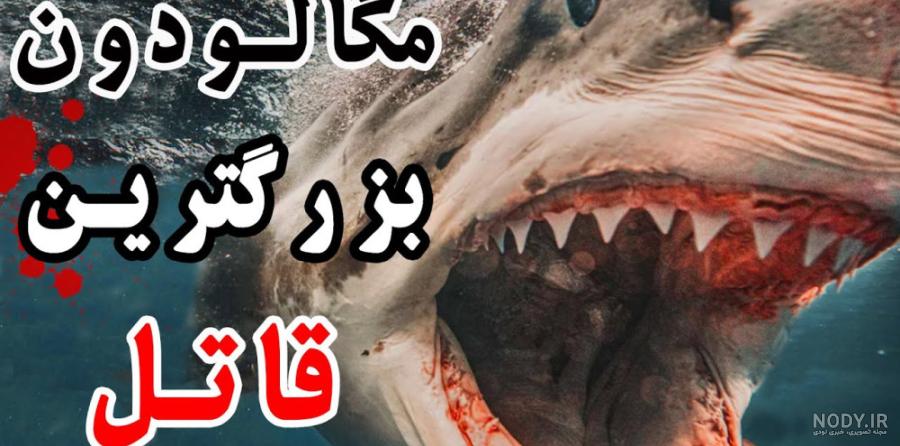 با عجیب ترین کوسه‌های جهان آشنا شوید؛ از کوسه‌ بدون پوست تا غول تک چشم