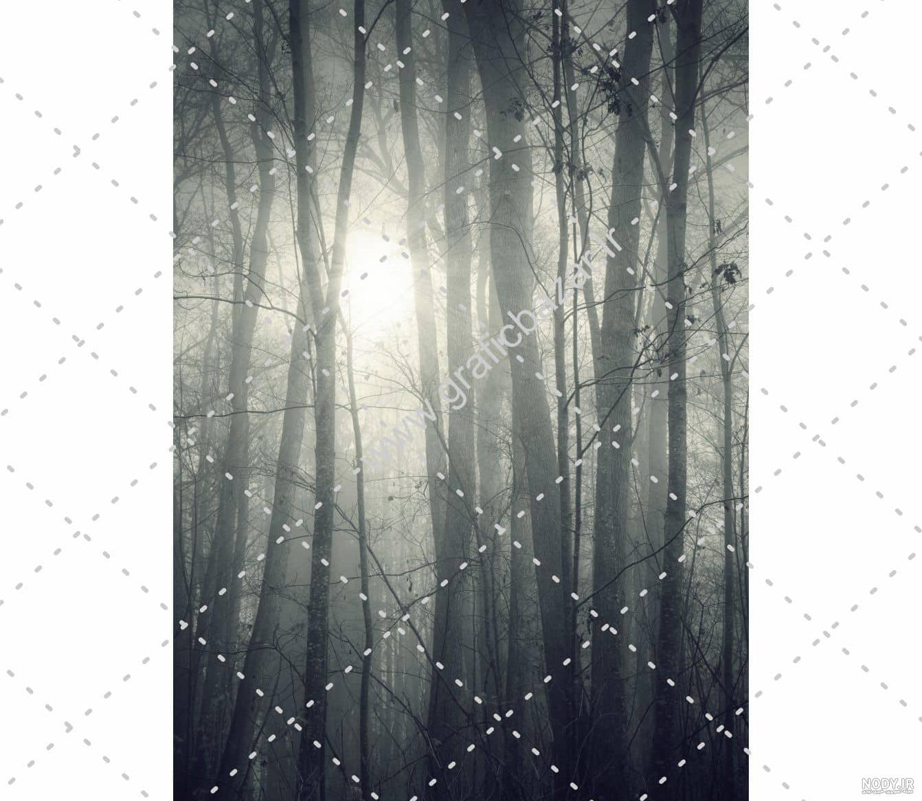 جنگل🖤 ترسناک - عکس ویسگون جنگل🖤 ترسناک - عکس ویسگون