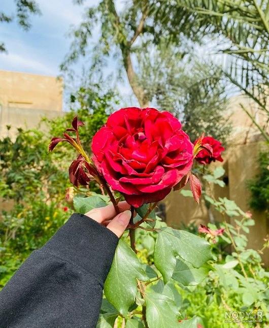 عکس گل در دست دختر برای پروفایل ❤️ [ بهترین تصاویر ]