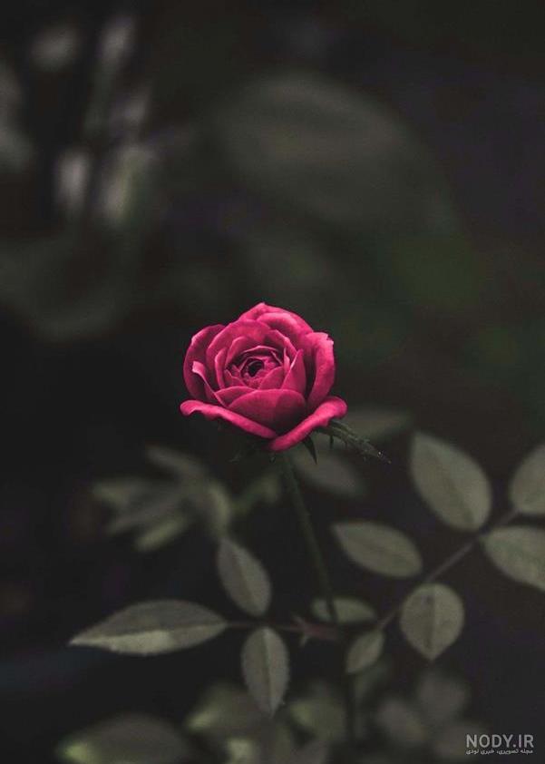 عکس نوشته برای پروفایل روبیکا