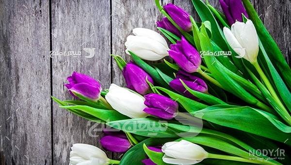 عکس استیکر گل لاله عکس استیکر گل لاله